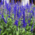 Pixelated image of blue flowers with green foliage, showing blurred vertical stems and indistinct background elements.