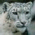 A pixelated image of a white feline face on the left, with green text reading "Original Icons .com" on a dark green background to the right.