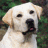 identical Labrador Retriever headshots with varying text overlays and small symbols, set against a blurred green background