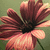 A flower with brownish-red petals and a dark center against a green background, shown in four where the rightmost is blank