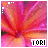 12 identical pixelated flower images with pink and orange petals, each labeled 'TORI' in white text on a black background