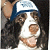 A dog wearing a blue and white cap with green text on the right side of the image.
