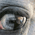 A static image displays a close-up of a dog's eye with three instances of the word 'Enigma' in different colors and styles against a black background.