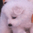 Animated contact sheet showing two frames of a white dog icon with