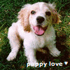 A puppy with white and light brown fur sits on green grass, tongue out, with text below reading 'puppy love' and a heart symbol.