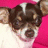 Pixelated close-up of a dog's face with brown and white fur against pink and light background, static image.