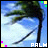 Animated palm tree icon with pixelated text and colored squares in a contact sheet layout