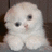 Pixelated white cat with dark eyes and pink nose sits against brown background, next to green text reading 'im a crazy cat' on black.