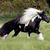six shows a black-and-white horse in various poses with text labels "Wind" and "Rider" on colored backgrounds