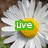 A static image of a daisy with a green 'Live' label, surrounded by pixelated text and heart symbols.