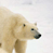 A 2x2 contact sheet of a polar bear animation with one frame showing text on a blue background, all in low-resolution pixel art style.