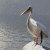 A bird with long beak and legs stands on a rock by water, next to green text reading 'Original Icons .com' in pixelated font.