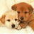 Two pixelated dogs with light brown and white fur appear on a beige background, next to black text reading 'pups are soooo cute' in blocky font.