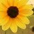 A static image of a yellow sunflower with dark brown center and green foliage background.