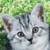 A static pixelated image of a cat's face with light gray fur, dark gray patches, and brown ears, set against a blurred green background.