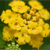 A static image of multiple yellow flowers with brown centers clustered together against a dark green background.