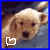 A light-colored dog lies on a blue surface with its head turned toward the viewer, accompanied by a white pixelated heart symbol in the bottom-left corner.