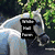 Six display horses with 'White Hall Farm' text overlays; top-left shows a white horse, top-middle a black horse in motion, and other feature brown horses