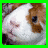 A pixelated animal face with brown and white fur, dark eyes, a pink nose, and a closed mouth in four colored border variations.