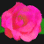 A static pixelated image of a pink rose with green leaves on the left, and bright green text reading 'Original Icons .com' on a dark green background to the right.