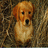 Pixelated static image of a light brown dog with darker ears and black eyes/nose, sitting against a mottled brown background.