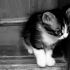 Black-and-white image of a cat with dark and light fur patches standing on a wooden surface near a wall.
