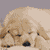 Animals icons for AIM, MSN, MySpace and Yahoo
