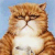 Pixelated orange tabby cat with white chest and paws, squinted eyes, downturned mouth, static pose against light blue background.