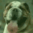 Animated sequence of a bulldog's face showing mouth opening and closing with tongue visible, set against muted green background.