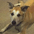 Pixelated dog image with green text overlays on black background reading R.I.P. Norman, 1996-March 18, 2008, We love you!