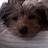 A small dog with brown and black fur lies on a light gray surface, its head slightly tilted in different positions across frames.