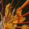 Animated sequence of golden-orange and brown abstract shapes radiating from a central point against dark background with subtle blue streaks.