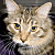A pixelated cat face on the left side of a contact sheet next to green text reading "Original Icons .com" on a dark background.