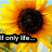 A sunflower with yellow petals and a dark brown center appears in two adjacent frames, each containing partially visible text overlays.