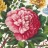 A pixelated static image of a pink and red flower with green foliage in the background.