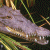A pixelated crocodile head with open mouth and visible teeth on a dark background, next to green text reading 'Original Icons .com' in stylized font.