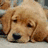 A golden retriever puppy lies on a light surface with droopy eyes, while blue text overlays read "i sownwy i eated ur cookie" in three lines.