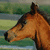 Brown horse head in profile view against green and blue background, with visible mane and ear details.