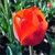 A pixelated red-orange spherical object with a white stem-like base, set against a blurred green and dark background.