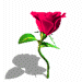 A red rose with green leaves and stem appears in a of nine positions, each showing a different shadow pattern beneath it