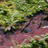 Animated contact sheet showing a mountain biker in red gear riding through muddy terrain on grassy ground, with six sequential frames arranged 3x2 grid displaying motion progression from left to right and top to bottom.