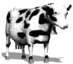 Black-and-white cow with irregular dark patches stands in three distinct poses across a , each showing different head angles and body orientation