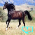 A brown horse with a black mane and tail runs left to right across a grassy field under blue sky, accompanied by changing cyan outline shapes.