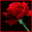 Animated sequence of red roses with changing text overlays on black backgrounds, transitioning from static blooms to expressive phrases.