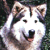 Pixelated static image of a dog's face with white fur, dark brown patches around eyes and ears, black nose, pink tongue, and visible teeth in an open mouth expression against a dark background.