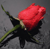 A single red rose with green stem and black leaves against a gray background.