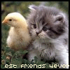 A kitten and chick stand side-by-side on grass, with the text 'best friends forever' scrolling horizontally across the bottom of each frame.