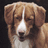 Pixelated dog image with brown and white fur, white nose, and dark eyes on a dark background, next to text on a brown background.