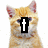 Animated sequence of a ginger cat with blue eyes and pink nose, showing changing text overlays on its face against white background.