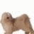 Animated contact sheet showing a dog and star-shaped text frames with partial phrases about dogs' tails.